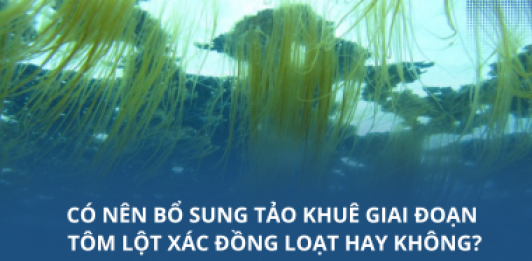 Có nên bổ sung tảo khuê giai đoạn tôm lột xác đồng loạt hay không?
